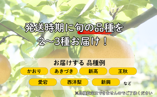 吉田農園の梨詰め合わせセット ６球程度 小川梨 季節の品種 萩産｜HG000202