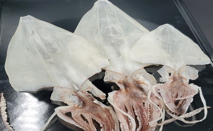 一本釣り 剣先いかのするめ 天日干し 約140g 配送不可 離島｜HG000783