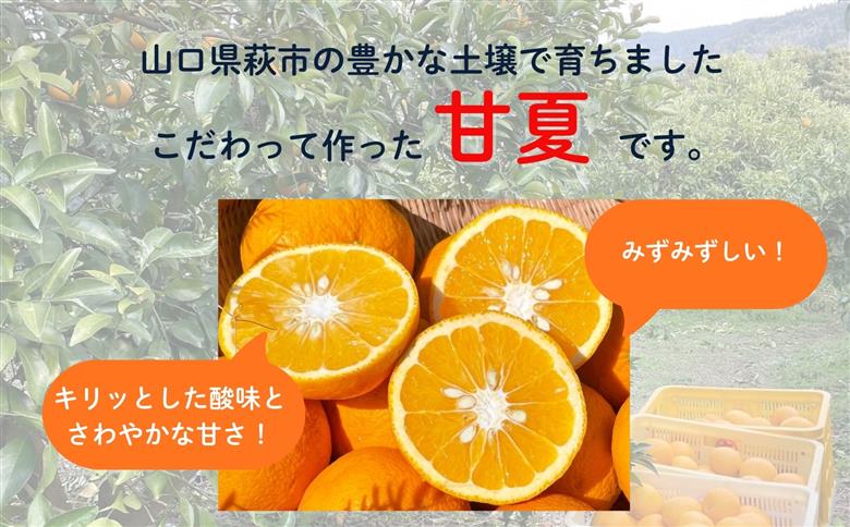 みかん 甘夏 10kg セット 『つぎはぎ農園日記』つぎはぎセット 果物 柑橘 ミカン フルーツ｜HG000879