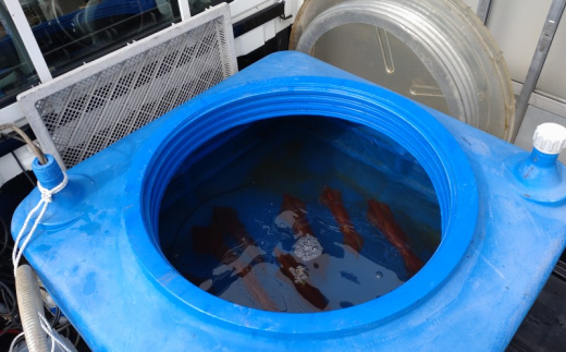 イカ 刺身用 約720g 烏賊 いか 魚介 魚介類｜HG001060