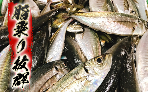 萩の瀬つきあじ開きセット(8尾入り)｜HGH00091