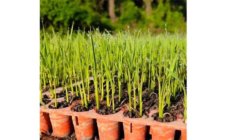 米 白米 10kg 自然栽培米 朝日 山口県産 コメ 米 精米｜HG000417