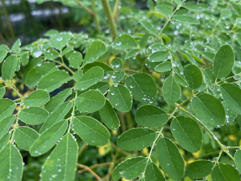 塩 調味料 モリンガ塩 100g×3袋 スーパーフード モリンガ 健康｜HG000887