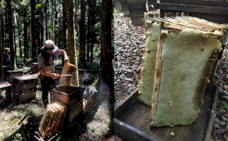 純粋天然　百花はちみつ　1kg×4本｜HG001064 1kg×4本