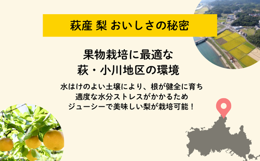 吉田農園の梨詰め合わせセット ６球程度 小川梨 季節の品種 萩産｜HG000202