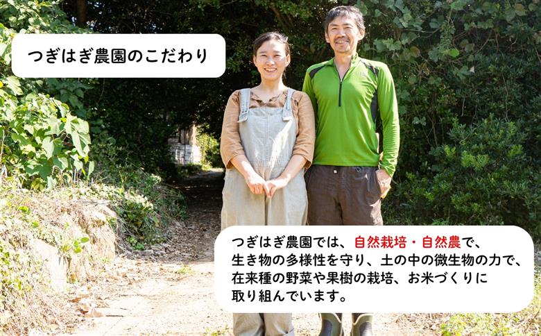 みかん 甘夏 10kg セット 『つぎはぎ農園日記』つぎはぎセット 果物 柑橘 ミカン フルーツ｜HG000879