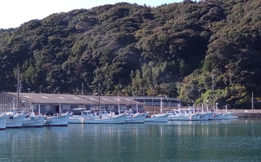 イカ 刺身用 約220g 烏賊 いか 魚介 魚介類｜HG001059