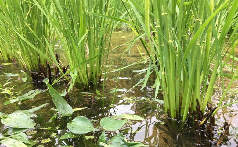 米粉めん 自然栽培 むつみ男米 白米 中太めん 9袋セット グルテンフリー 麺｜HG000819
