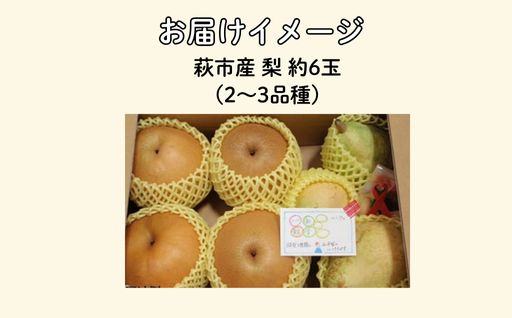 吉田農園の梨詰め合わせセット ６球程度 小川梨 季節の品種 萩産｜HG000202