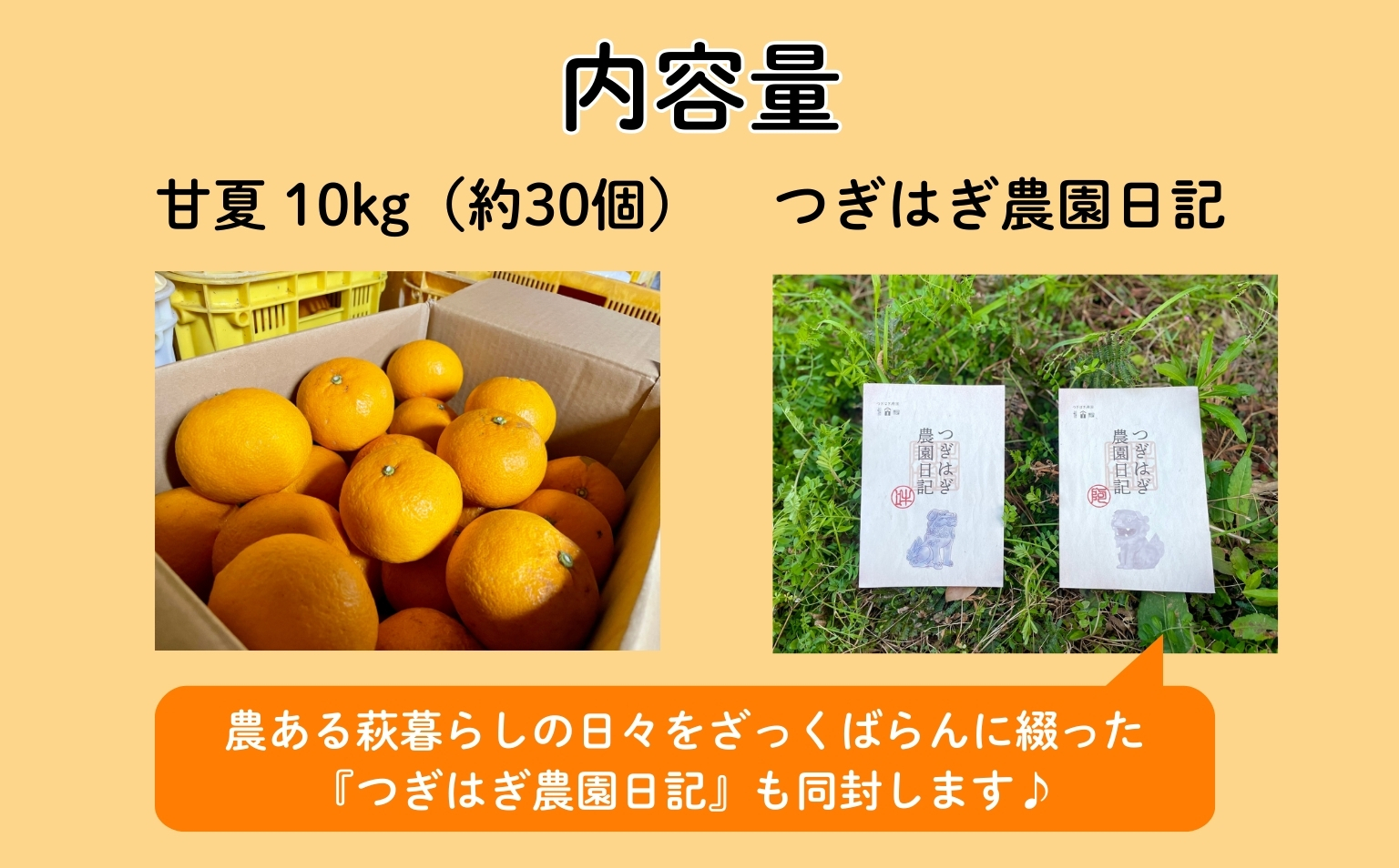 みかん 甘夏 10kg セット 『つぎはぎ農園日記』つぎはぎセット 果物 柑橘 ミカン フルーツ｜HG000879