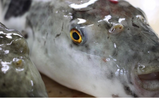 ふぐ セット 2～3人前 桜ふぐ 刺身・炙り 豪華2枚 鍋用 あら から揚げ用 ぶつ切り 割烹千代 萩 フグ 魚｜HG001016