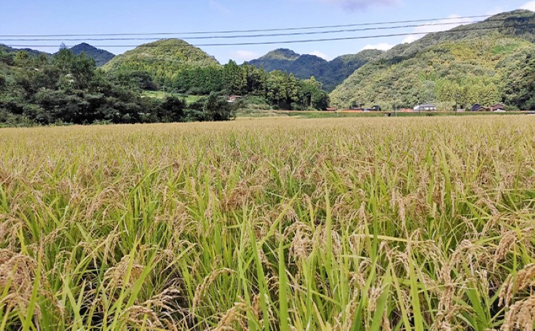 米 白米 10kg 自然栽培米 朝日 山口県産 コメ 米 精米｜HG000417