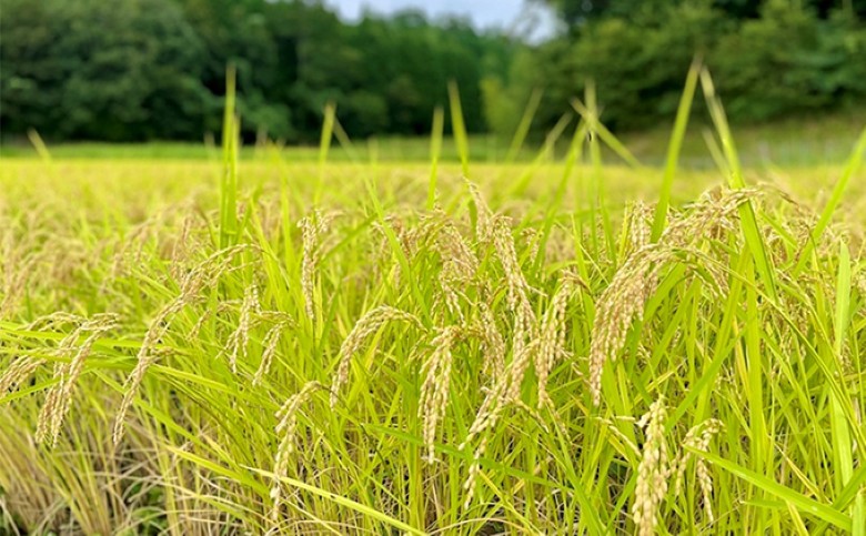 農家の手作り お米のシロップ 3個セット｜HG000579
