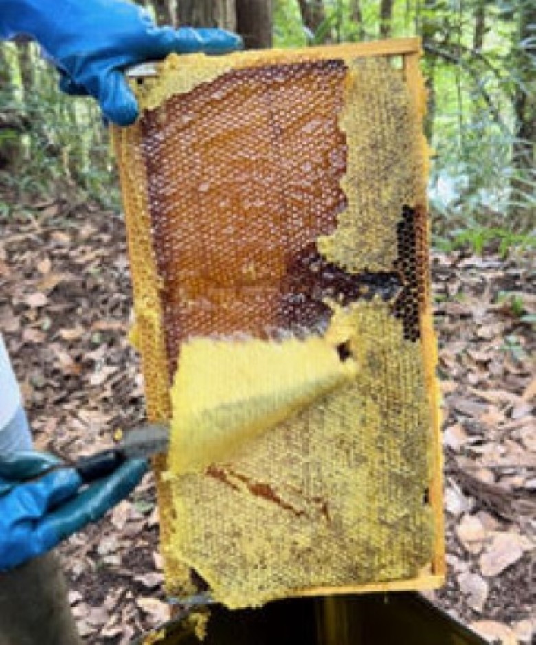 純粋天然　百花はちみつ　600g×2本｜HG001061 600g×2本