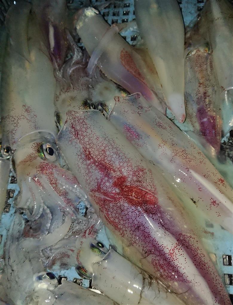 一本釣り 剣先いかのするめ 天日干し 大入り 約200g 配送不可 離島｜HG000784