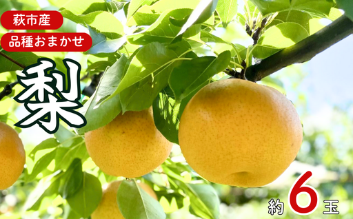 吉田農園の梨詰め合わせセット ６球程度 小川梨 季節の品種 萩産｜HG000202