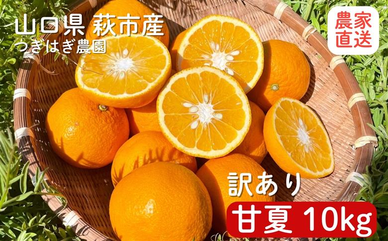 みかん 甘夏 10kg セット 『つぎはぎ農園日記』つぎはぎセット 果物 柑橘 ミカン フルーツ｜HG000879
