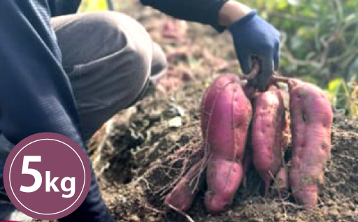 さつまいも 栽培期間中 農薬・化学肥料不使用 サツマイモ 5kg 紅はるか 芋｜HG000890