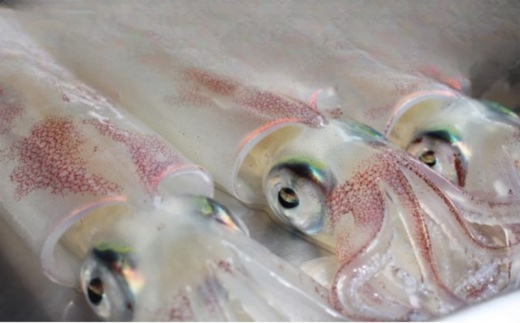 イカ 活きイカ 姿造り 2セット 超！！瞬間冷凍 萩 割烹千代 烏賊 いか｜HG001017