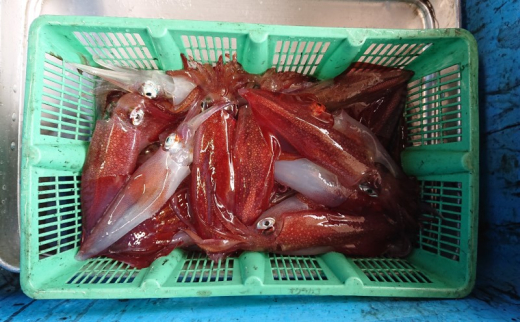 イカ 刺身用 約220g 烏賊 いか 魚介 魚介類｜HG001059