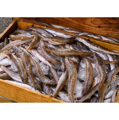 岡虎の竹輪・蒲鉾・天ぷら詰め合わせB【配送不可地域：離島】