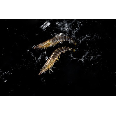 【山口県防府市向島産】NISHIKI活き車海老1kg【配送不可地域：離島・北海道・沖縄県】