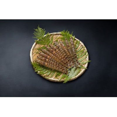 【山口県防府市向島産】2L～3Lサイズ吟醸海老活き500g(10～14尾前後)【配送不可地域：離島・北海道・沖縄県】