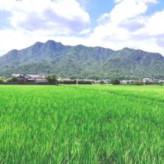 栽培期間中農薬・肥料不使用で作った朝日米　玄米20kg