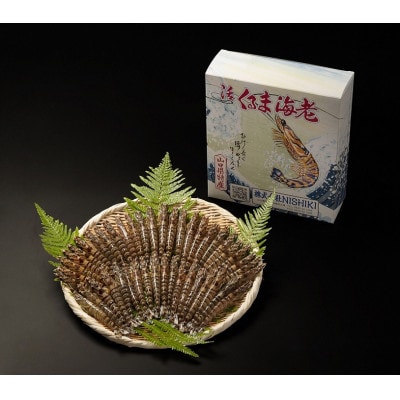 【山口県防府市向島産】NISHIKI活き車海老1kg【配送不可地域：離島・北海道・沖縄県】