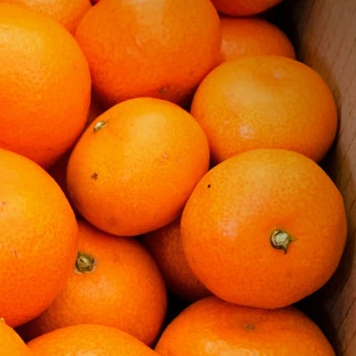 【訳あり】今年は少し大きめ。富海産濃い味みかん　3kg