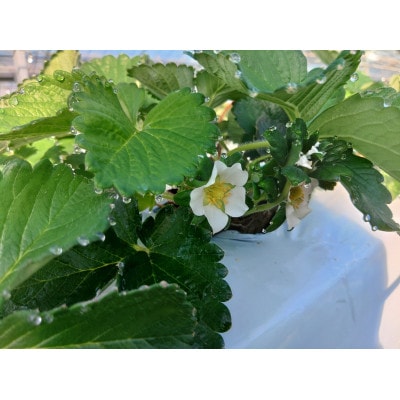 いちご味くらべ　おまかせセット(「あまおとめ」「おいCベリー」「かおりの」 各240gの内2種類)【配送不可地域：離島】