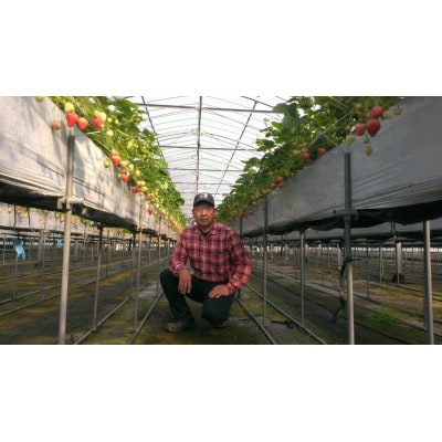 白いちご入り味くらべセット(白いちごトッピング含む「あまおとめ」「おいCベリー」各240g)【配送不可地域：離島】