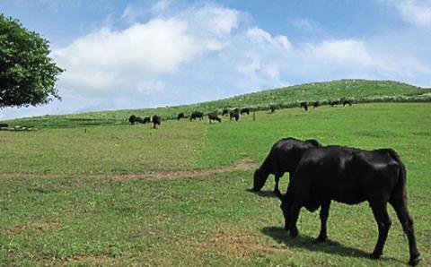 山口県産　秋吉台高原牛リブロース焼肉500g【配送不可地域：離島】