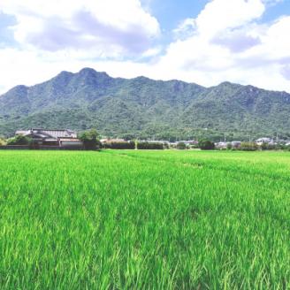 栽培期間中農薬・肥料不使用で作った朝日米　玄米10kg