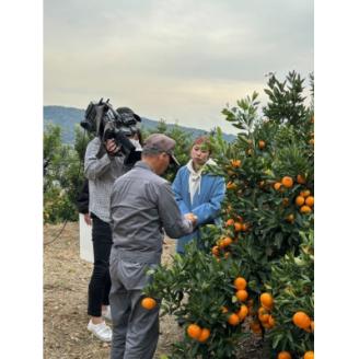 【訳あり】今年は少し大きめ。富海産濃い味みかん　3kg