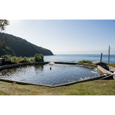 【山口県防府市向島産】NISHIKI活き車海老1kg【配送不可地域：離島・北海道・沖縄県】