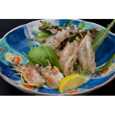 【山口県防府市向島産】吟醸海老活き250g(8～14尾前後)【配送不可地域：離島・北海道・沖縄県】