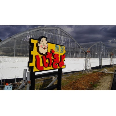 白いちごセット(天使のいちご240g×2)【配送不可地域：離島】