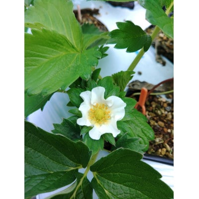 いちご味くらべ　おまかせセット(各パック240g×2(2種類以上))【配送不可地域：離島】