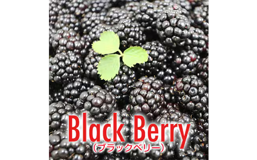 海の見える小さなベリー園の日本みつばちの「ハチミツ」【非加熱】とブラックベリージャムのセット