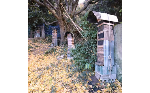 海の見える小さなベリー園の日本みつばちと西洋みつばちの「ハチミツ」【非加熱】の食べ比べセット(C)