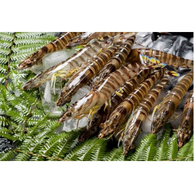 【山口県防府市向島産】NISHIKI活き車海老1kg【配送不可地域：離島・北海道・沖縄県】