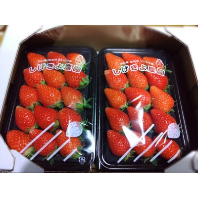 いちご味くらべ　おまかせセット(「あまおとめ」「おいCベリー」「かおりの」 各240gの内2種類)【配送不可地域：離島】