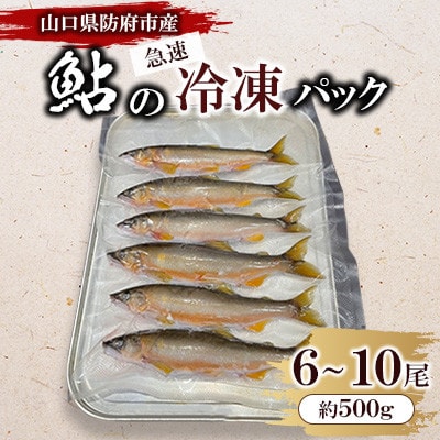 山口県防府市佐波川で獲れる天然鮎　約500g【配送不可地域：離島】