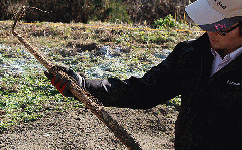 Agrimottoの「自然薯」１kg