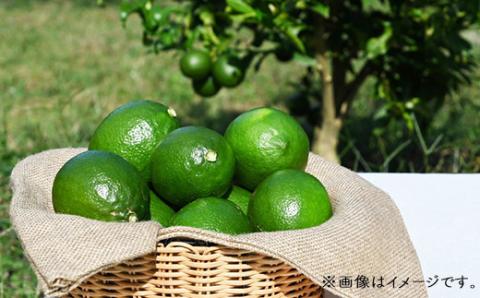 瀬戸内マイヤーレモン【16個入り】ＸＬサイズ（約150g）