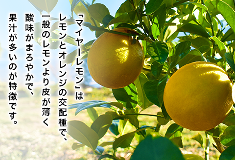 瀬戸内マイヤーレモン収穫体験【株式会社神東ファーム】