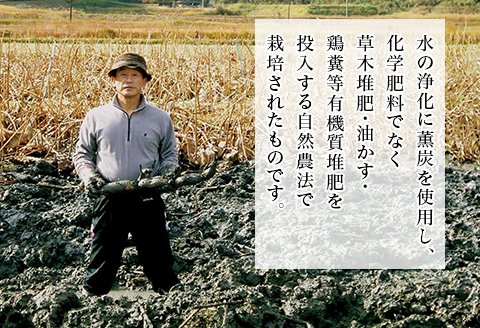 堆肥栽培岩国生れんこん 2kg【うまもん株式会社】