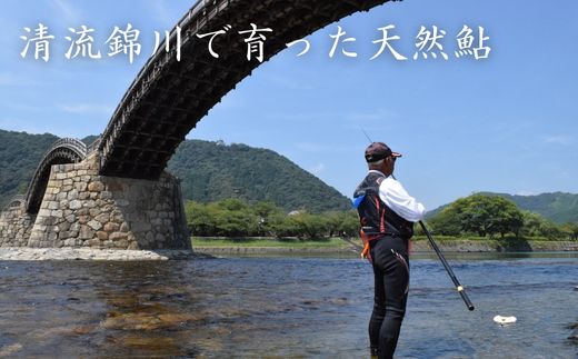 錦川産 天然鮎 冷凍 1kg 10匹程度 落ち鮎 子持ち アユ【錦川漁業協同組合】