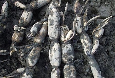 岩国 れんこん 泥付き 3kg【山口県農業協同組合】